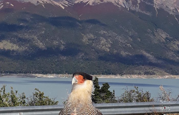Excursiones El Calafate